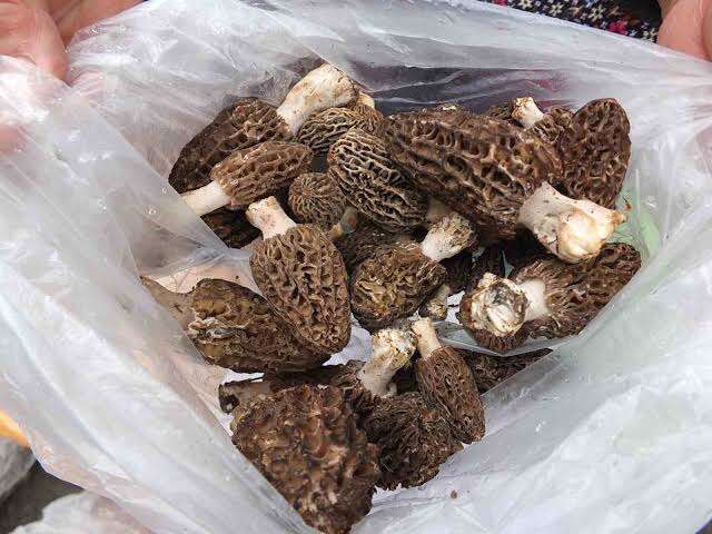 Fethiye Kuzugöbeği Mantarı Coğrafi İşaretle Tescillendi 3